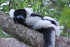 madagaskar4534