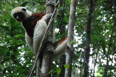 madagaskar4535