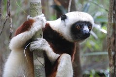 madagaskar4537