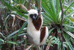 madagaskar4538