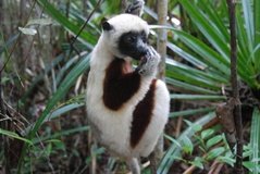 madagaskar4539