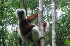 madagaskar4540