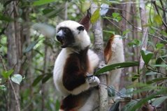 madagaskar4541