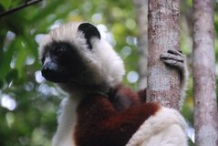 madagaskar4542