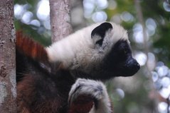 madagaskar4543