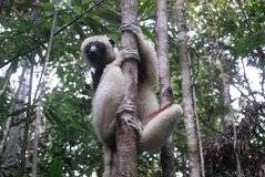 madagaskar4544