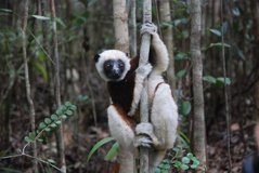 madagaskar4547