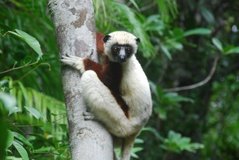madagaskar4548