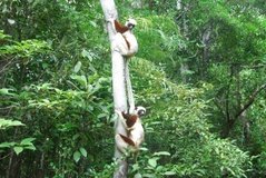 madagaskar4549