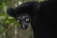 madagaskar4551