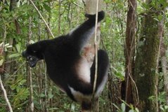 madagaskar4552