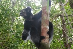 madagaskar4553
