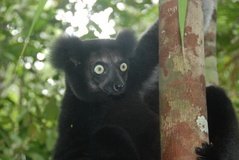 madagaskar4554