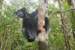 madagaskar4555