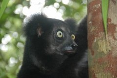 madagaskar4556