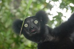madagaskar4557