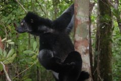 madagaskar4558