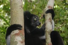 madagaskar4559