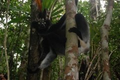madagaskar4560