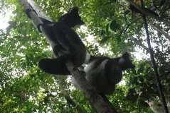madagaskar4562