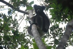 madagaskar4563