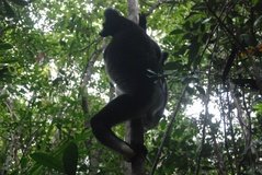 madagaskar4565