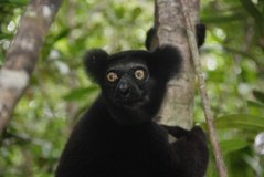 madagaskar4567
