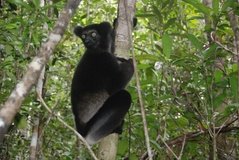 madagaskar4568