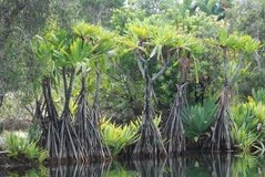 madagaskar4769