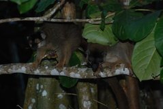 madagaskar4791