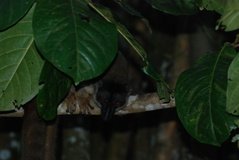 madagaskar4792
