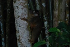 madagaskar4793