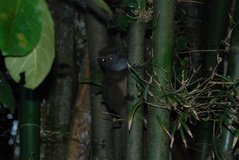madagaskar4794