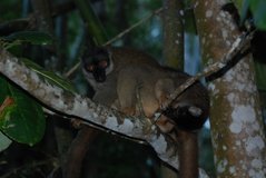 madagaskar4795