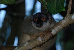 madagaskar4796