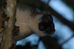 madagaskar4797