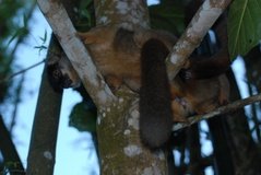 madagaskar4798