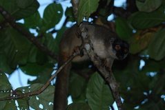 madagaskar4799