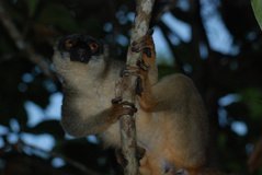 madagaskar4800