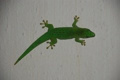 madagaskar4801