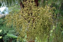 madagaskar4807