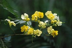 madagaskar5101
