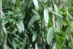 madagaskar5102