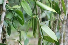 madagaskar5103