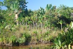 madagaskar5108