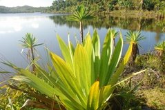 madagaskar5112