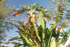 madagaskar5116