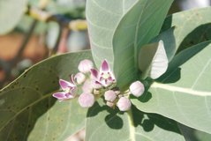madagaskar6001