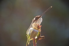 madagaskar6002