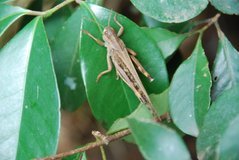 madagaskar6012